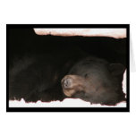 Sleeping Black Bear Card