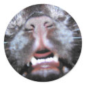 sleeping black cat stickers