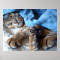 Sleeping Blue Aby Cat in Blue