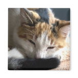 Sleeping Calico magnets