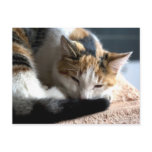 Sleeping Calico postcards