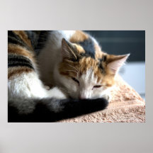 Sleeping Calico Poster