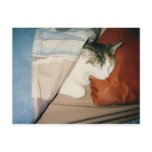 Sleeping Cat postcards