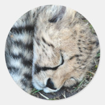 Sleeping Cheetah Cub Photo Round Stickers