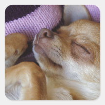 Sleeping Chihuahua Stickers