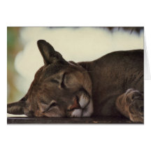 "Sleeping Couger" Wildlife Photo Greeting Card