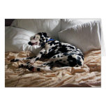 Sleeping Dalmatian Greeting Cards