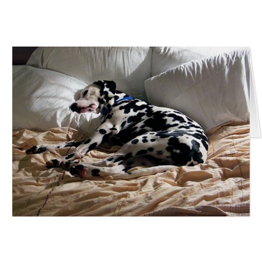 Sleeping Dalmatian Greeting Cards