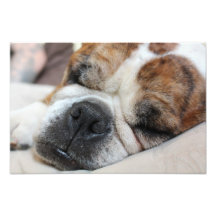 Sleeping Dog Photo Print