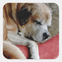 Sleeping Dog Square Sticker