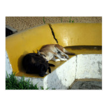 Sleeping Dogs Postcard