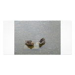 Sleeping Ducks photo cards