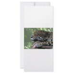 Sleeping Florida jaguar , light green frond back rack cards