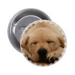Sleeping Golden Retriever Button