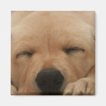 Sleeping Golden Retriever Magnet