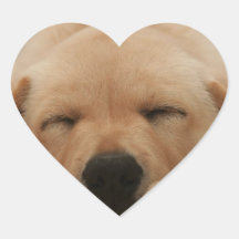 Sleeping Golden Retriever Stickers