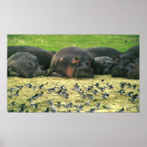 Sleeping Hippos Hippopotamus Portrait Poster