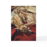 Sleeping Hounds cards