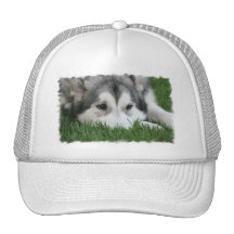 Sleeping Husky Baseball Hat