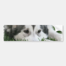Sleeping Husky Bumper Stickers