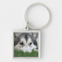Sleeping Husky Keychain