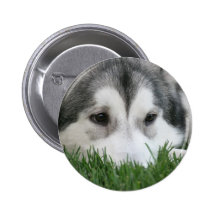 Sleeping Husky Round Button