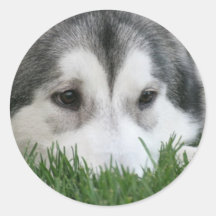 Sleeping Husky Stickers