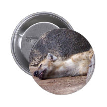Sleeping Hyena head lying on clay ground picture