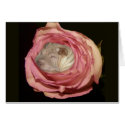 Sleeping in a Pale Pink Rose, Chinese Shar Pei Dog cards