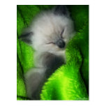 Sleeping Kitten Post Card
