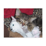 Sleeping Kitten Post Card postcards