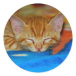 Sleeping Kitten Sticker
