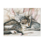 Sleeping Kittens Cat Art Postcard