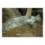 Sleeping Kitty cards
