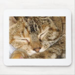 Sleeping Kitty Mousepad