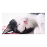 Sleeping Kitty Photo Cards