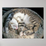 Sleeping Kitty Poster