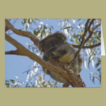 Sleeping Koala card cards
