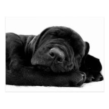Sleeping Lab Postcard