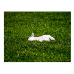 Sleeping Lamb Postcard
