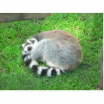 Sleeping Lemur On Grass Cut Out