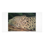 sleeping leopard photo cards