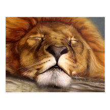 Sleeping Lion Post Card