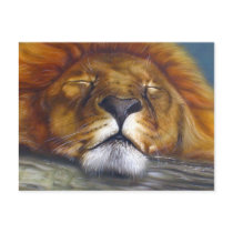 Sleeping Lion Post Card