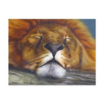 Sleeping Lion postcards