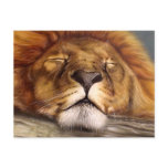 Sleeping Lion postcards