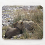 Sleeping lions mousepads
