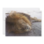 Sleeping male lion head view photograph invitations