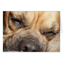 Sleeping Mastiff  Greeting Card