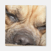 Sleeping Mastiff  Square Magnet
